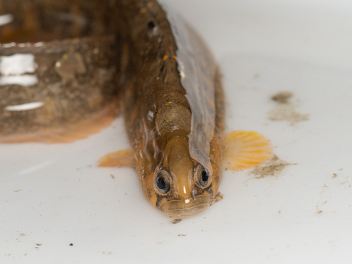 Bracketed blenny (Pholis laeta) — Pholidae — 3