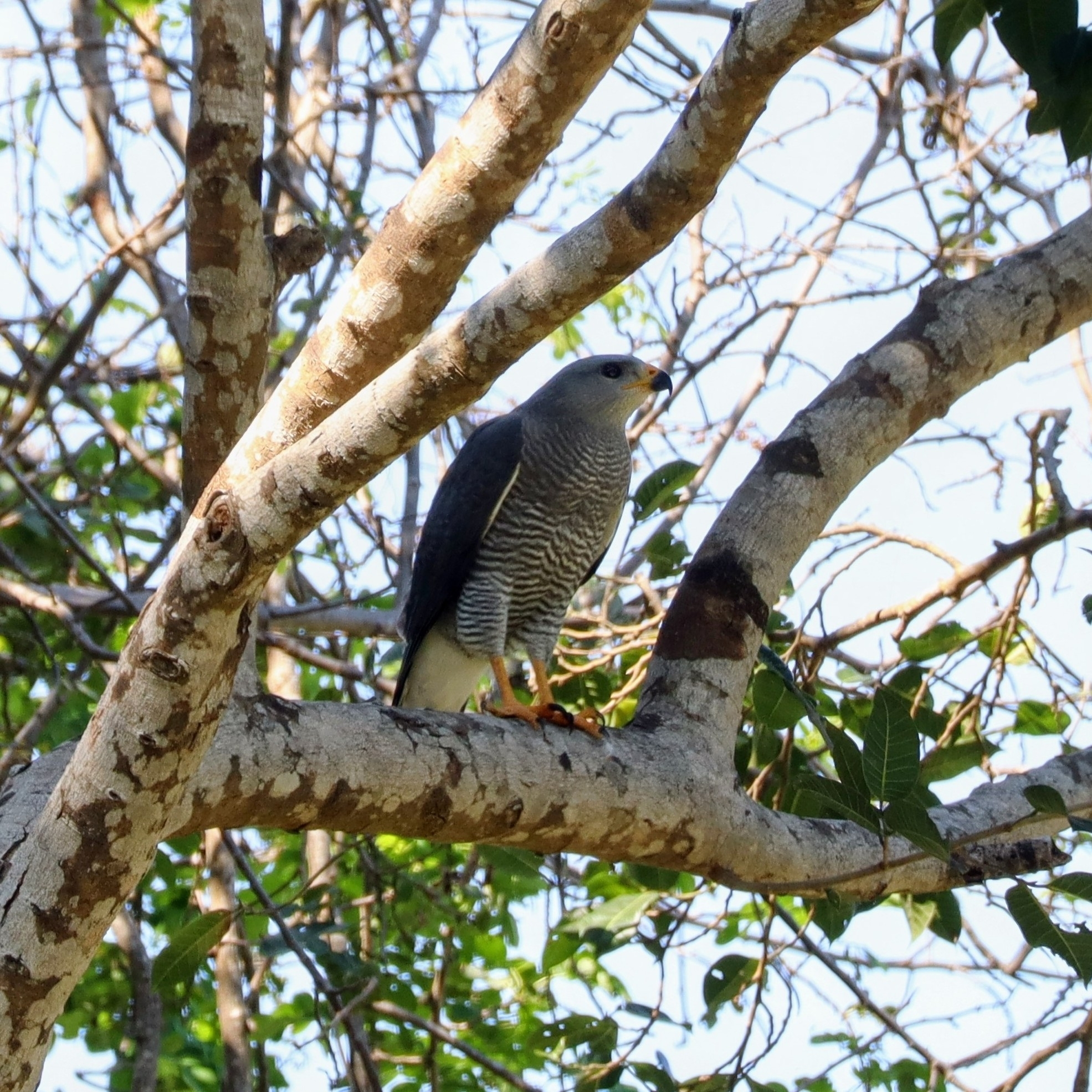 Buteo nitidus plagiatus (Schlegel, 1862)