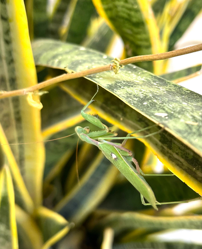 Giant African Mantis