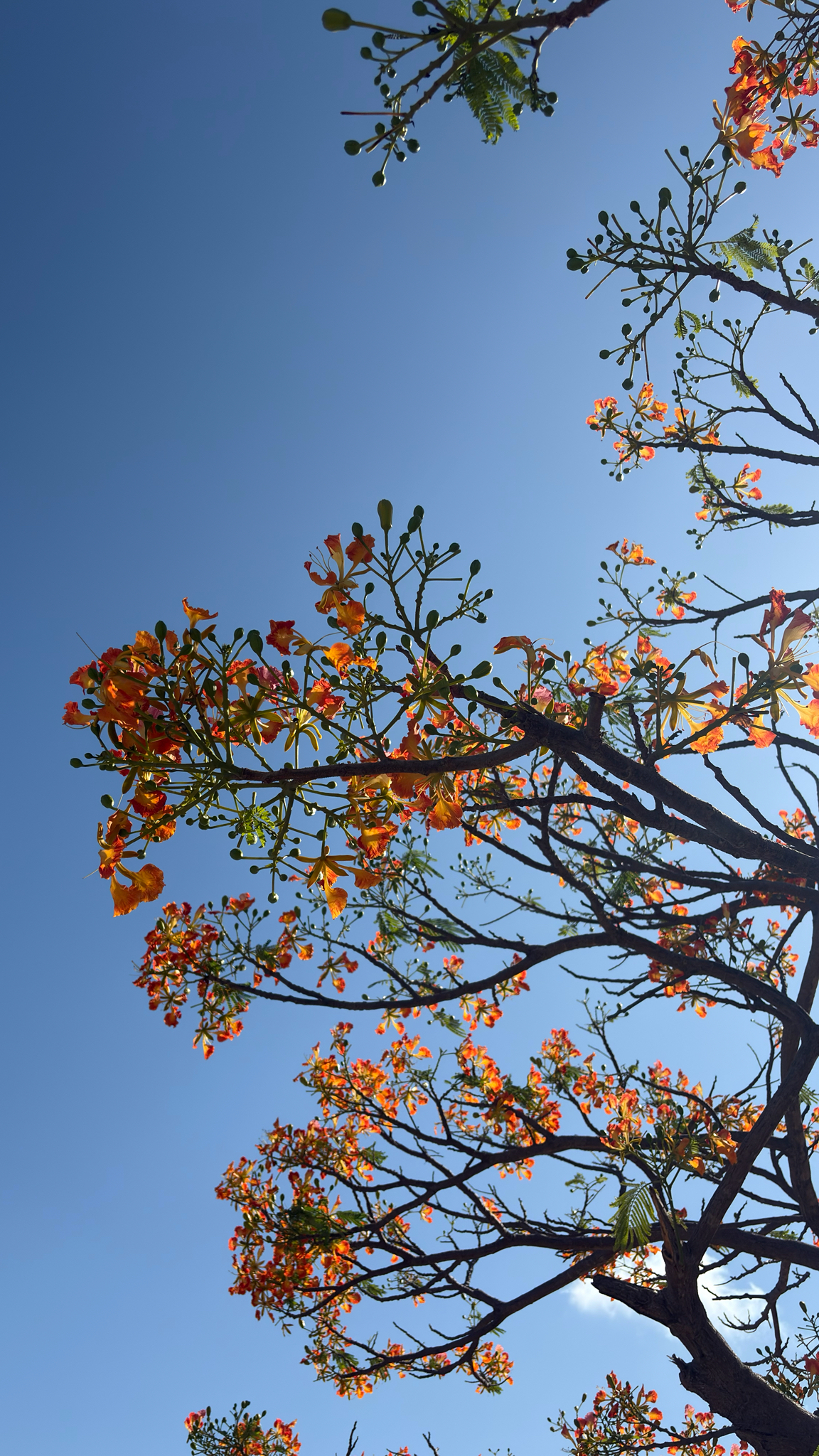 Flamboyant tree