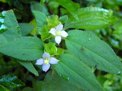 Sarcopyramis napalensis