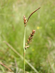 Carex panicea