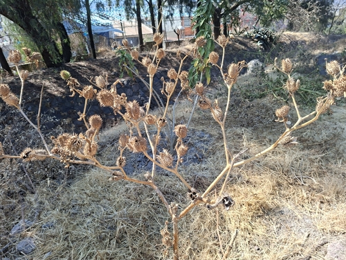 Foto de Castanheiro-do-diabo