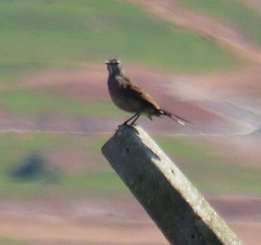 Cercotrichas coryphoeus coryphoeus