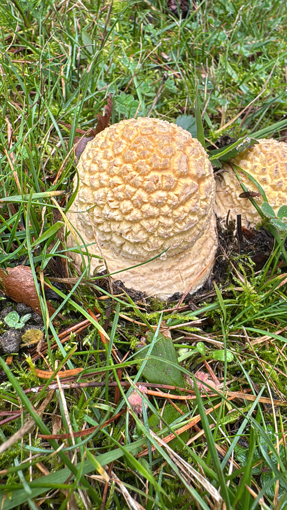 Amanita muscaria flavivolvata · January 2026 · photo: © moemorelock (iNaturalist, cc-by)
