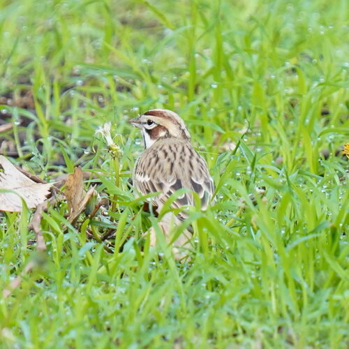 Lark Sparrow (Chondestes grammacus), photo 1