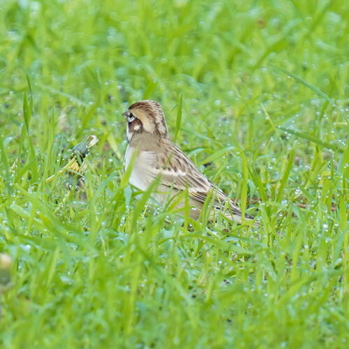 Lark Sparrow (Chondestes grammacus), photo 2