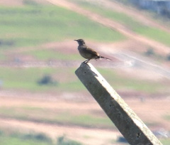 Cercotrichas coryphoeus coryphoeus