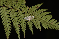 Holocryptis phasianura