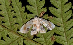 Holocryptis phasianura