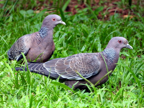 Picazuro Pigeon