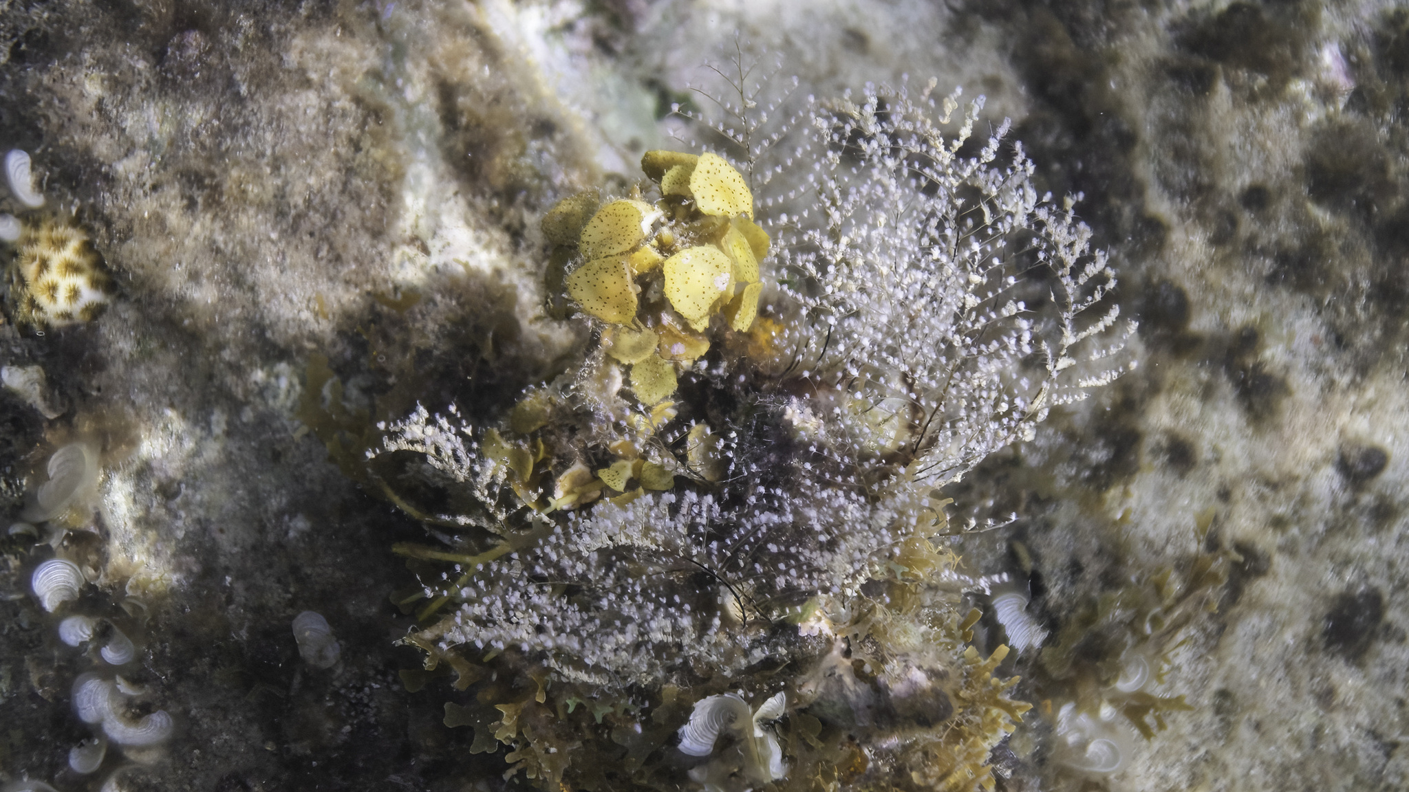 Pennaria disticha Goldfuss, 1820
