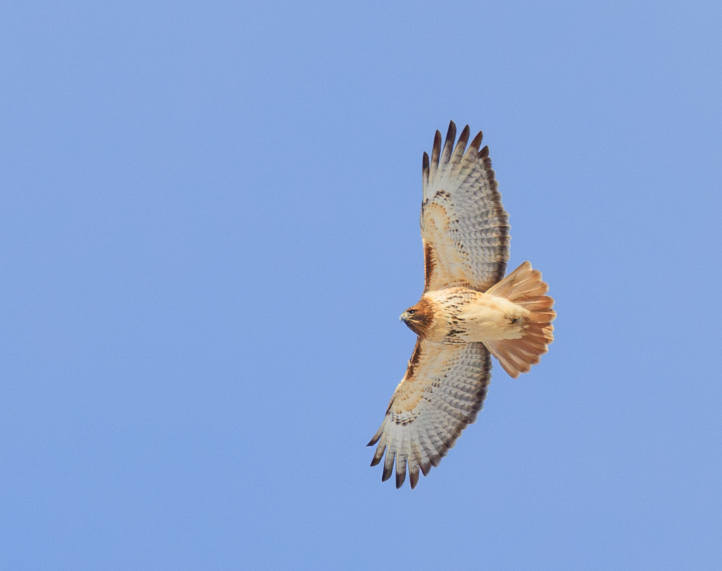 Red-Tailed Hawk
