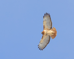 Red-Tailed Hawk photo 1