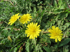Taraxacum formosanum