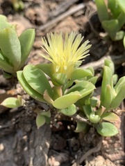 Delosperma lebomboense image