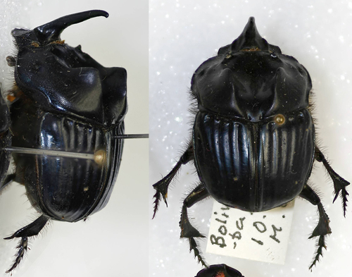 Sulcophanaeus batesi