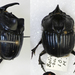 Sulcophanaeus batesi - Photo (c) Natural History Museum:  Coleoptera Section, algunos derechos reservados (CC BY)