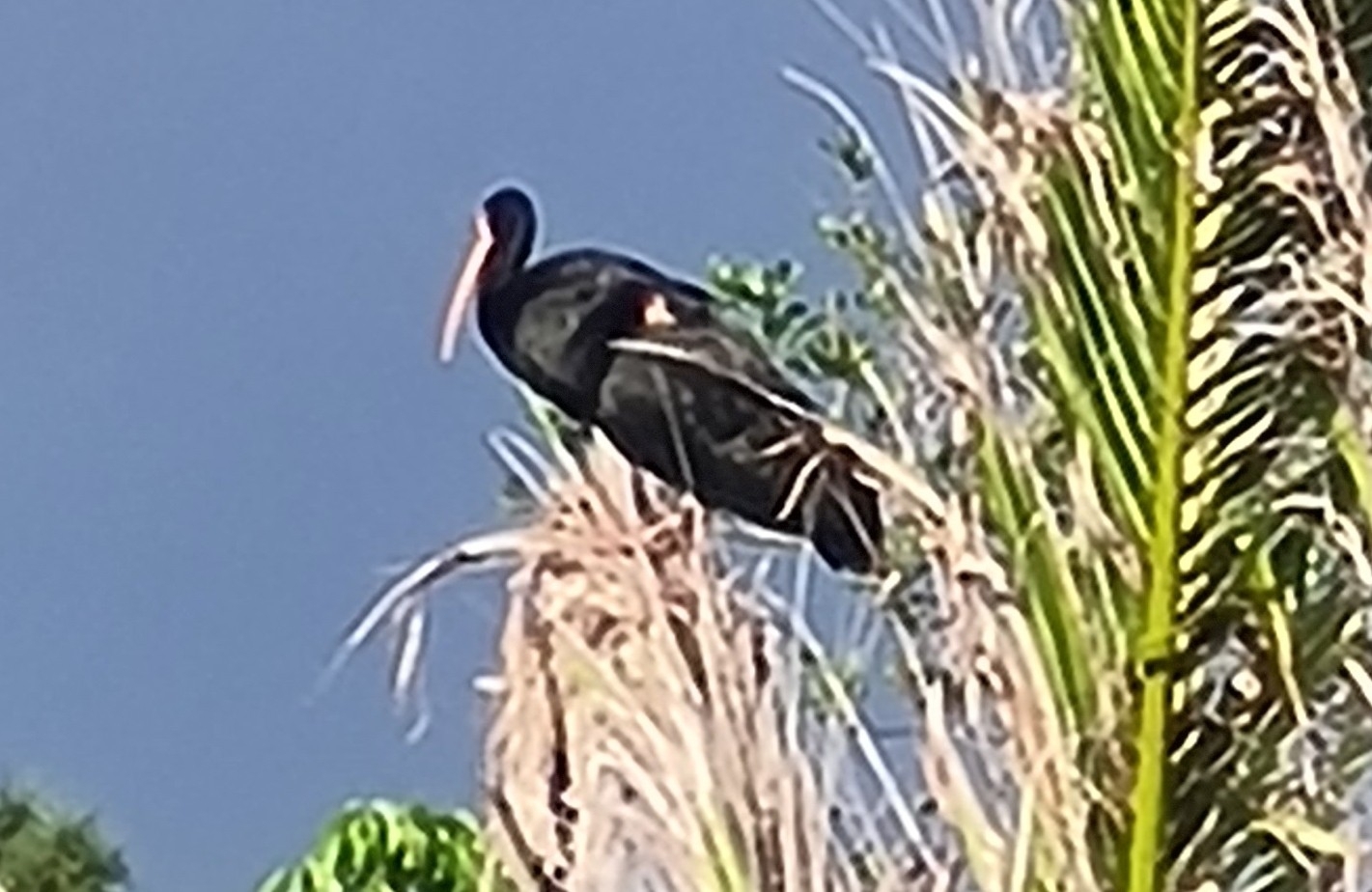 Bare-faced Ibis (Phimosus infuscatus), photo 1