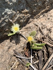 Delosperma lebomboense image