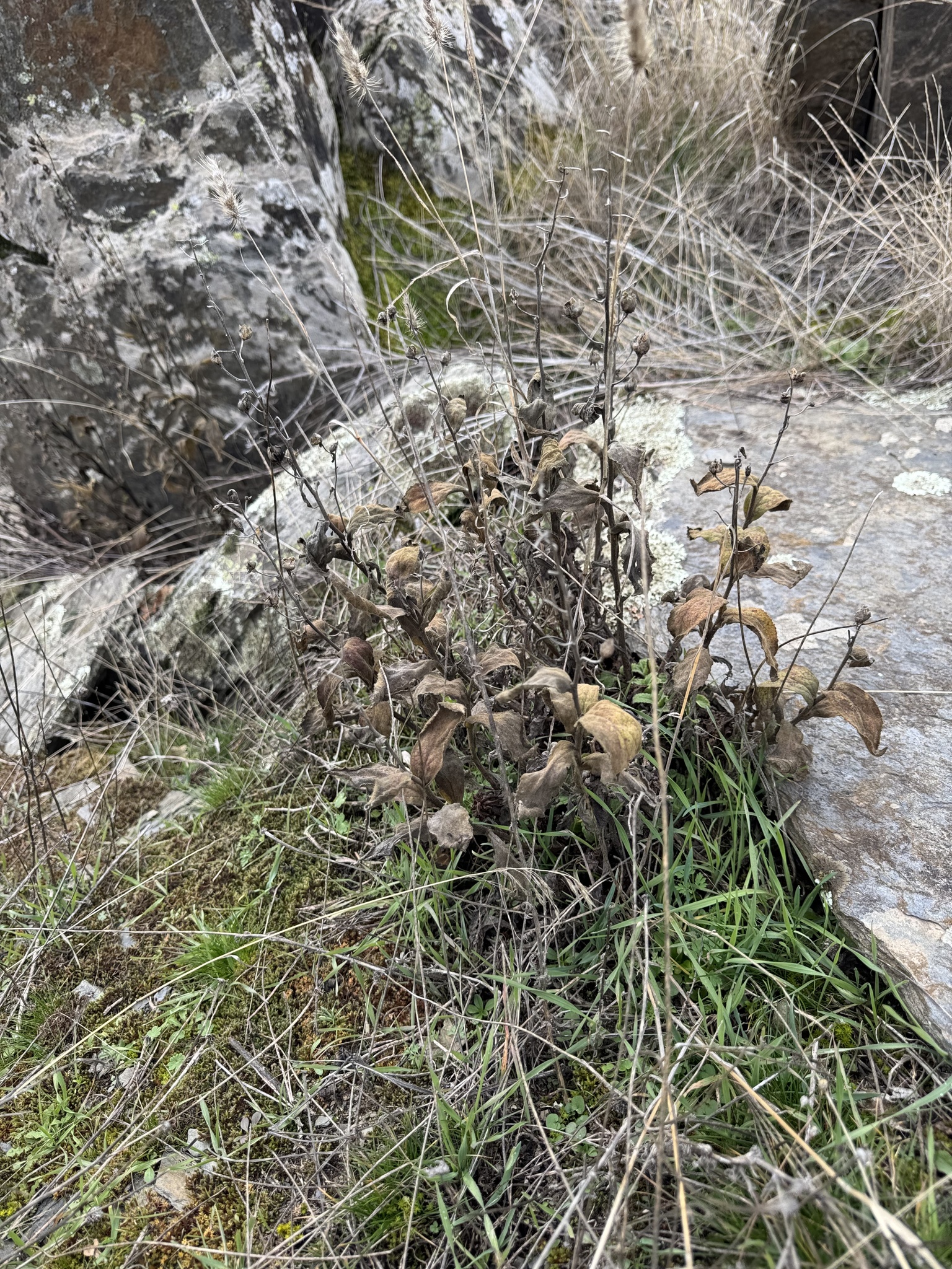 Spanish foxglove