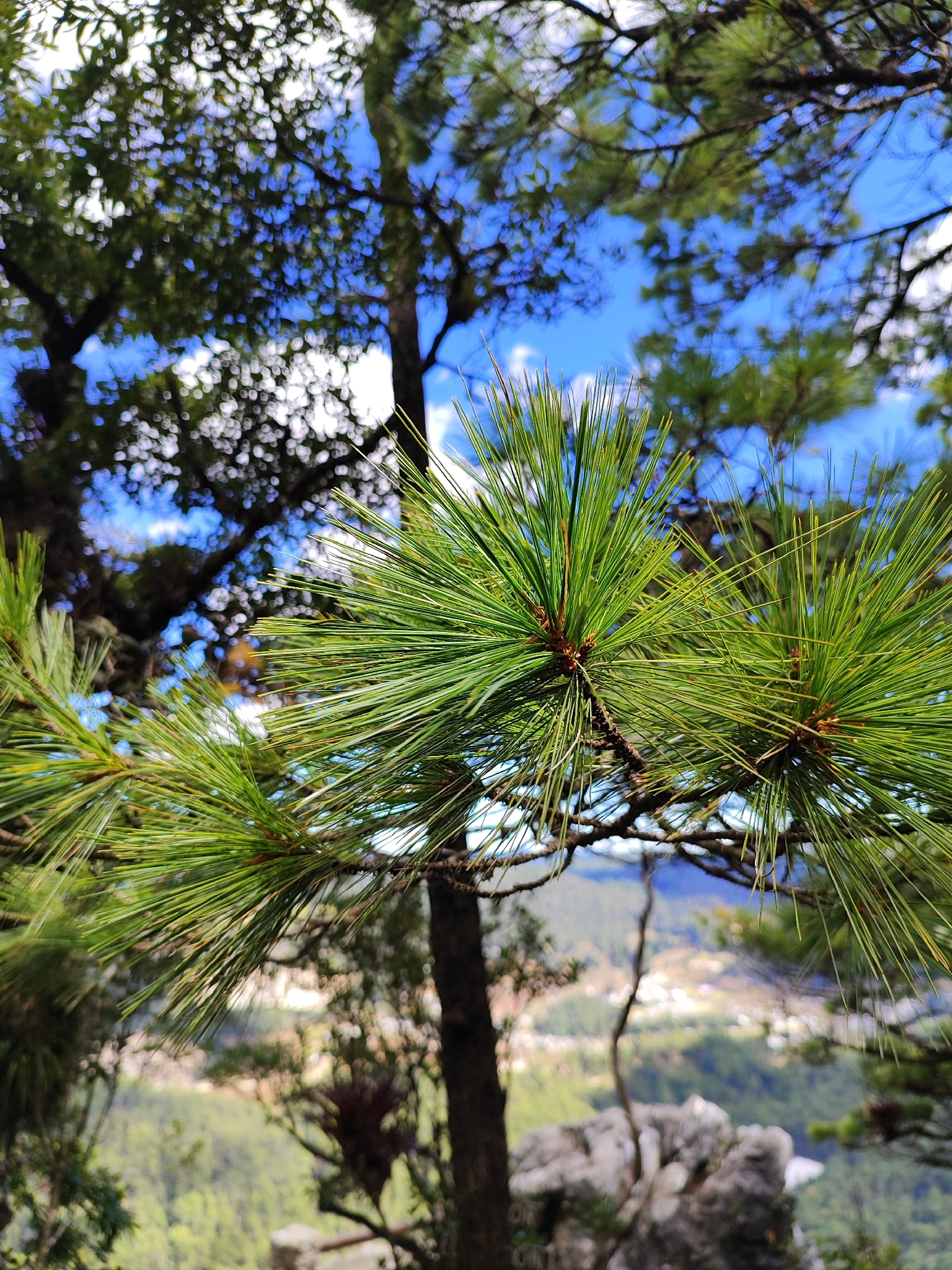 Mexican white pine