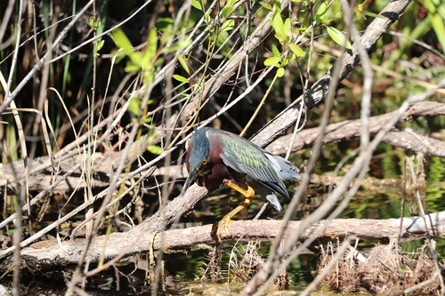 Green Heron (Butorides virescens), photo 8