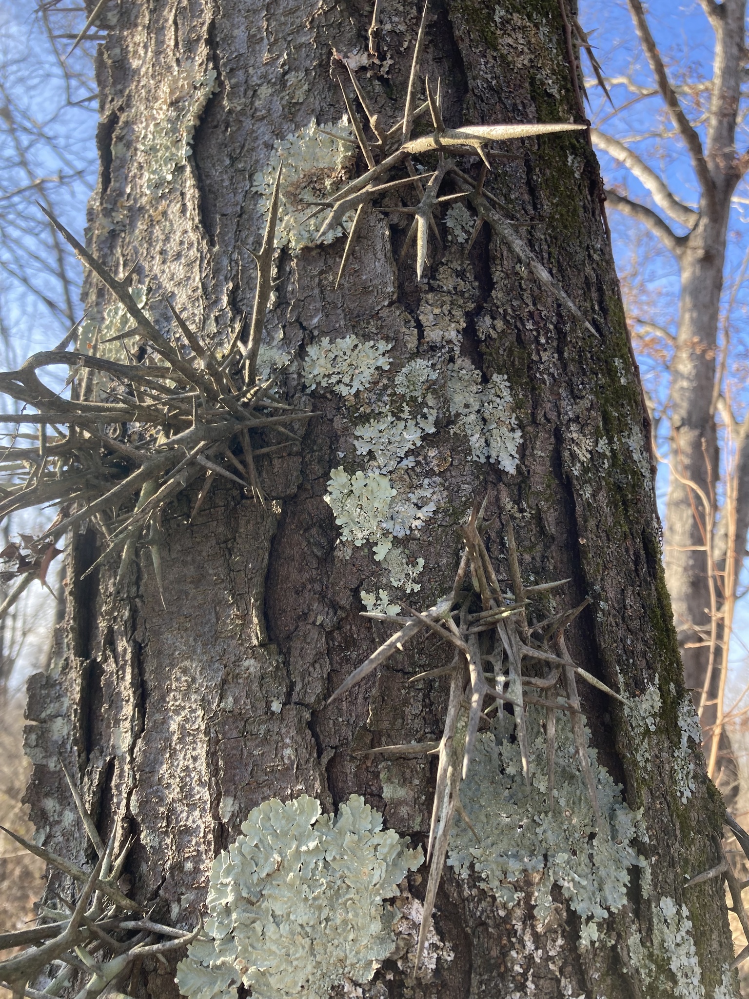 Honey locust