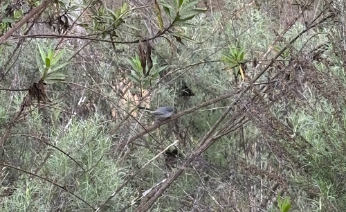 iNaturalist observation photo of Blue-gray Gnatcatcher
