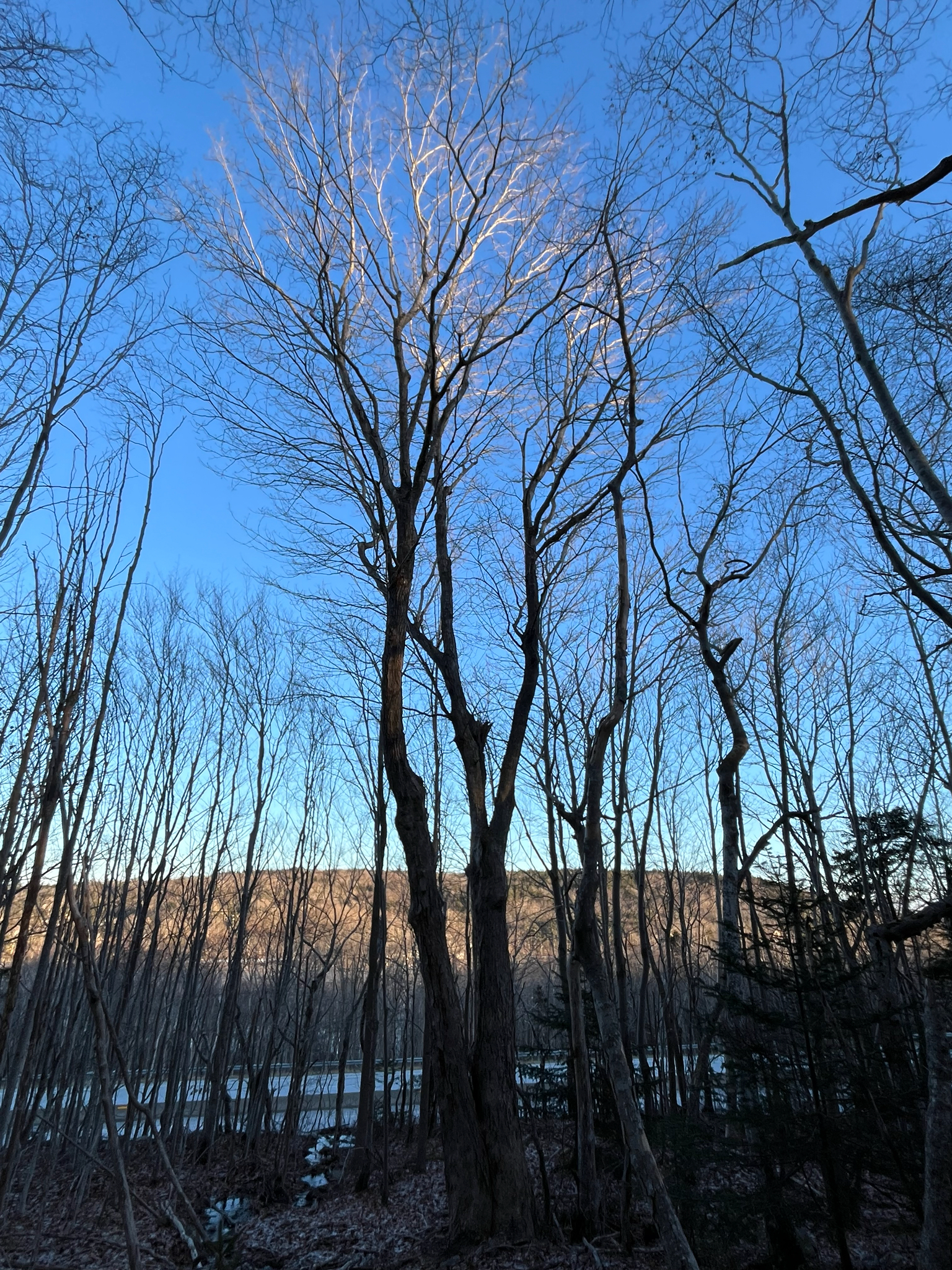 Sugar maple