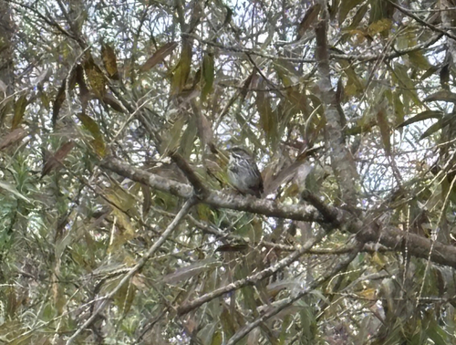 iNaturalist observation photo of Song Sparrow