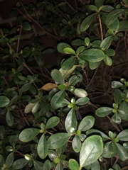 Stephanitis pyrioides