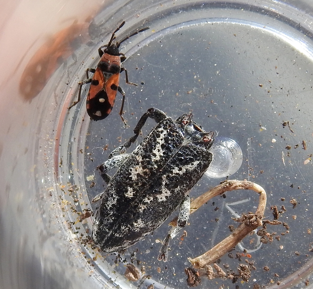 Cyphocleonus testatus