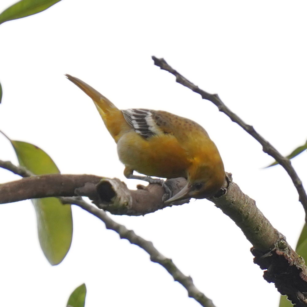 Baltimore Oriole (Icterus galbula), photo 4