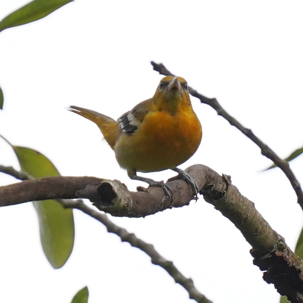 Baltimore Oriole (Icterus galbula), photo 5