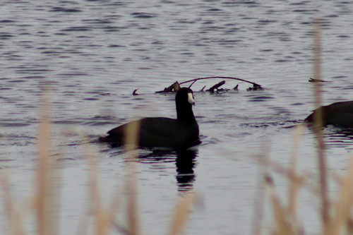 American Coot (Fulica americana), photo 10