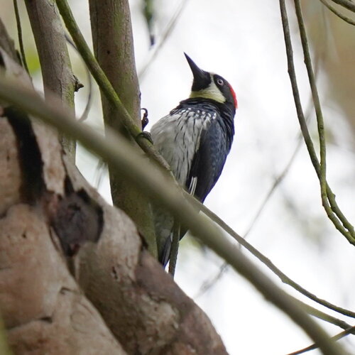 Acorn Woodpecker (Melanerpes formicivorus), photo 6