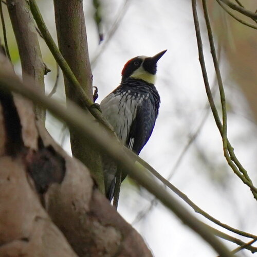Acorn Woodpecker (Melanerpes formicivorus), photo 7