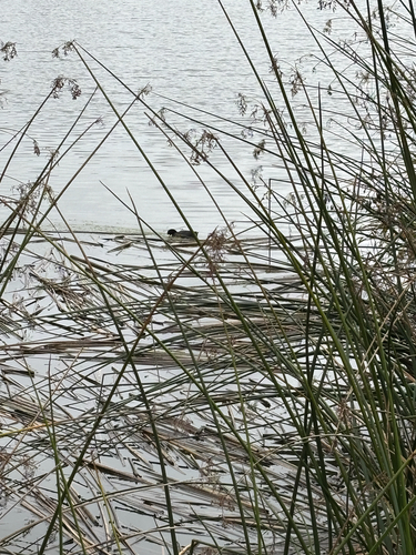 iNaturalist observation photo of American Coot