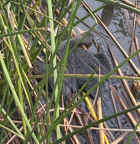 iNaturalist observation photo of Double-crested Cormorant