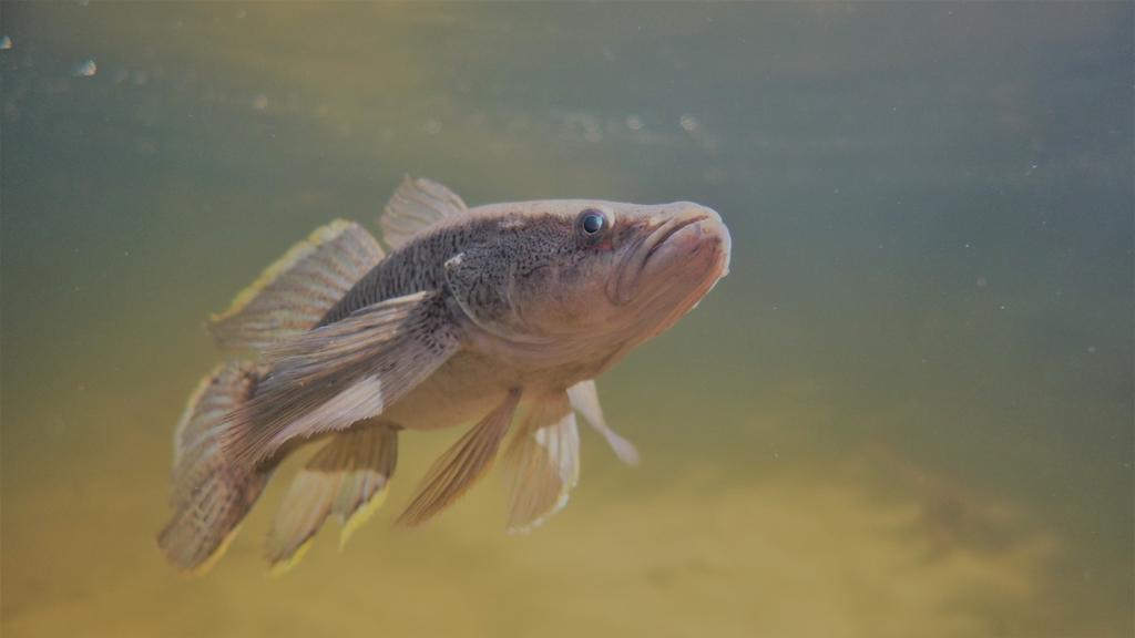 Giant mud-gudgeon