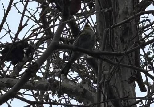 iNaturalist observation photo of Yellow-rumped Warbler