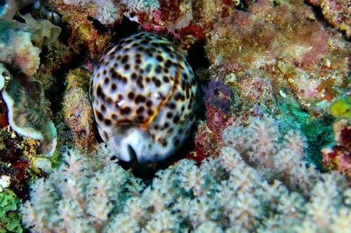Cypraea tigris