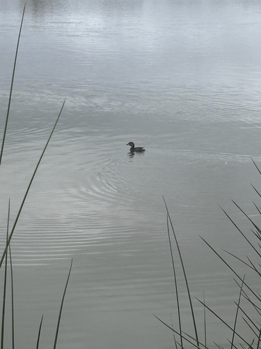 iNaturalist observation photo of Pied-billed Grebe