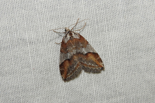 Broom-tip