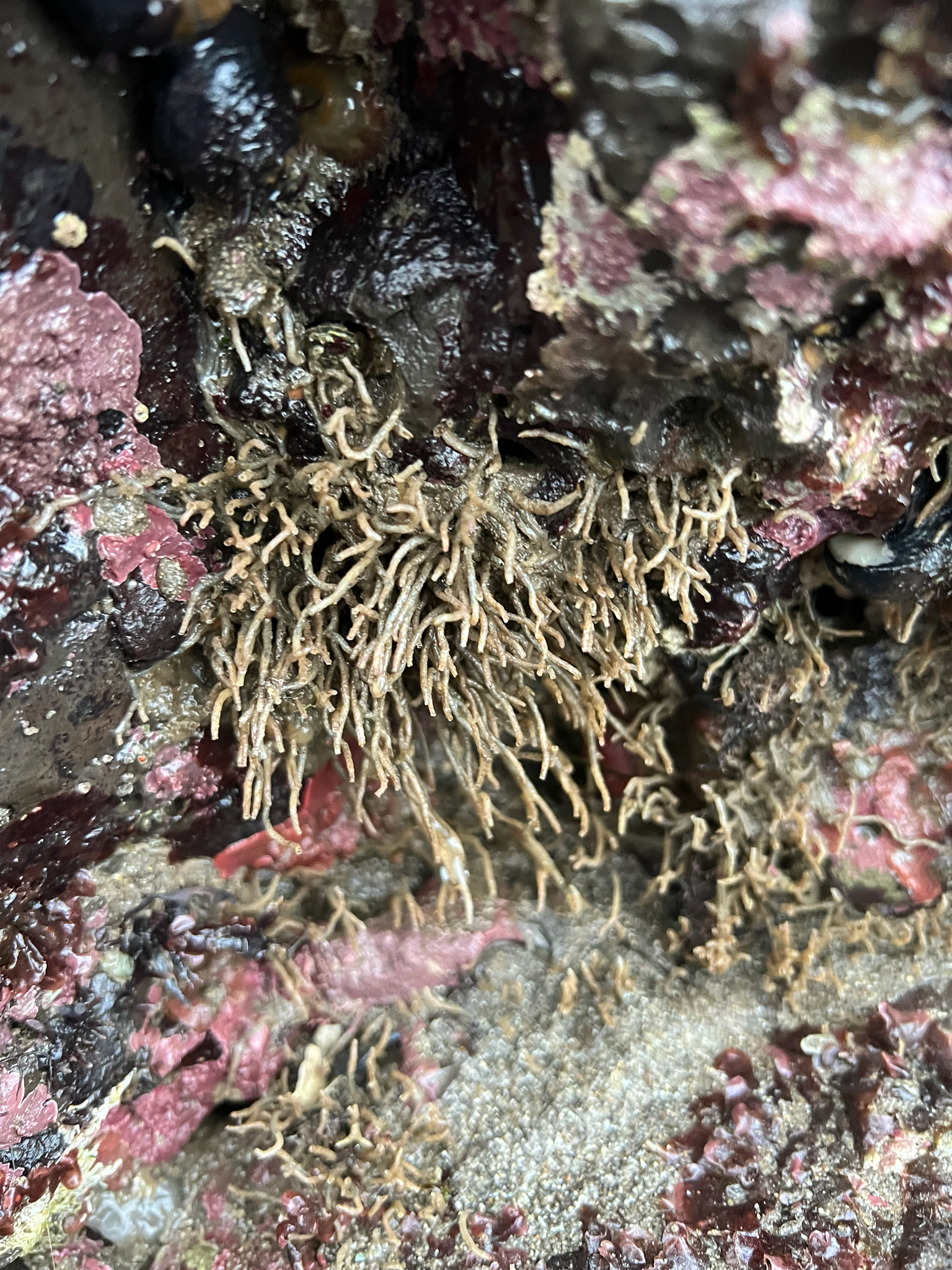 Phyllochaetopterus prolifica Potts, 1914