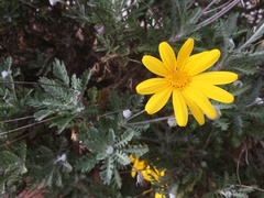Euryops pectinatus