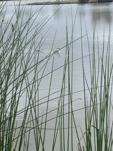 iNaturalist observation photo of Western Grebe
