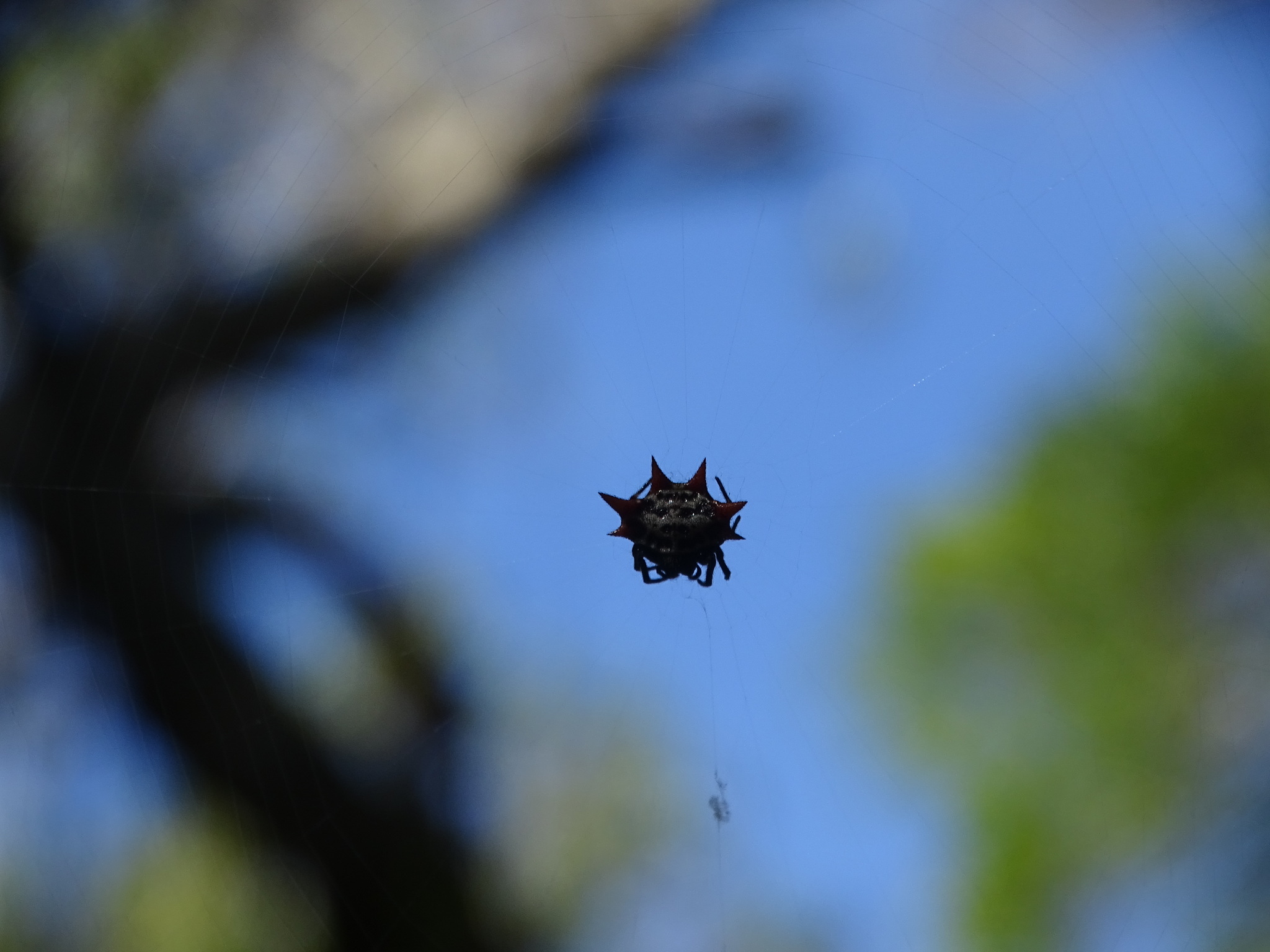Gasteracantha cancriformis (Linnaeus, 1758)