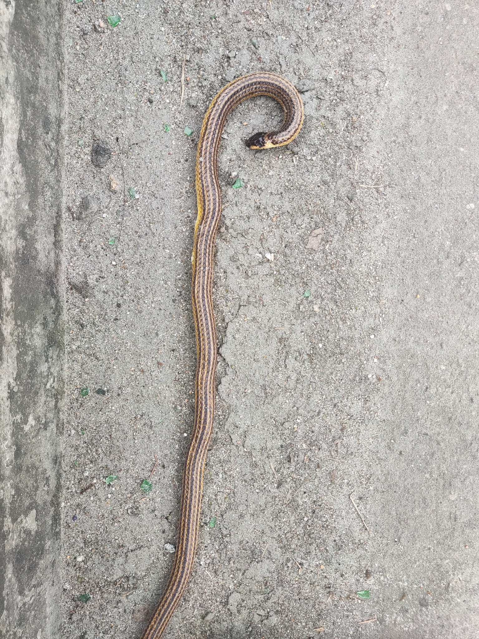 Raddi's Lizard-eating Snake, Elapomorphus quinquelineatus